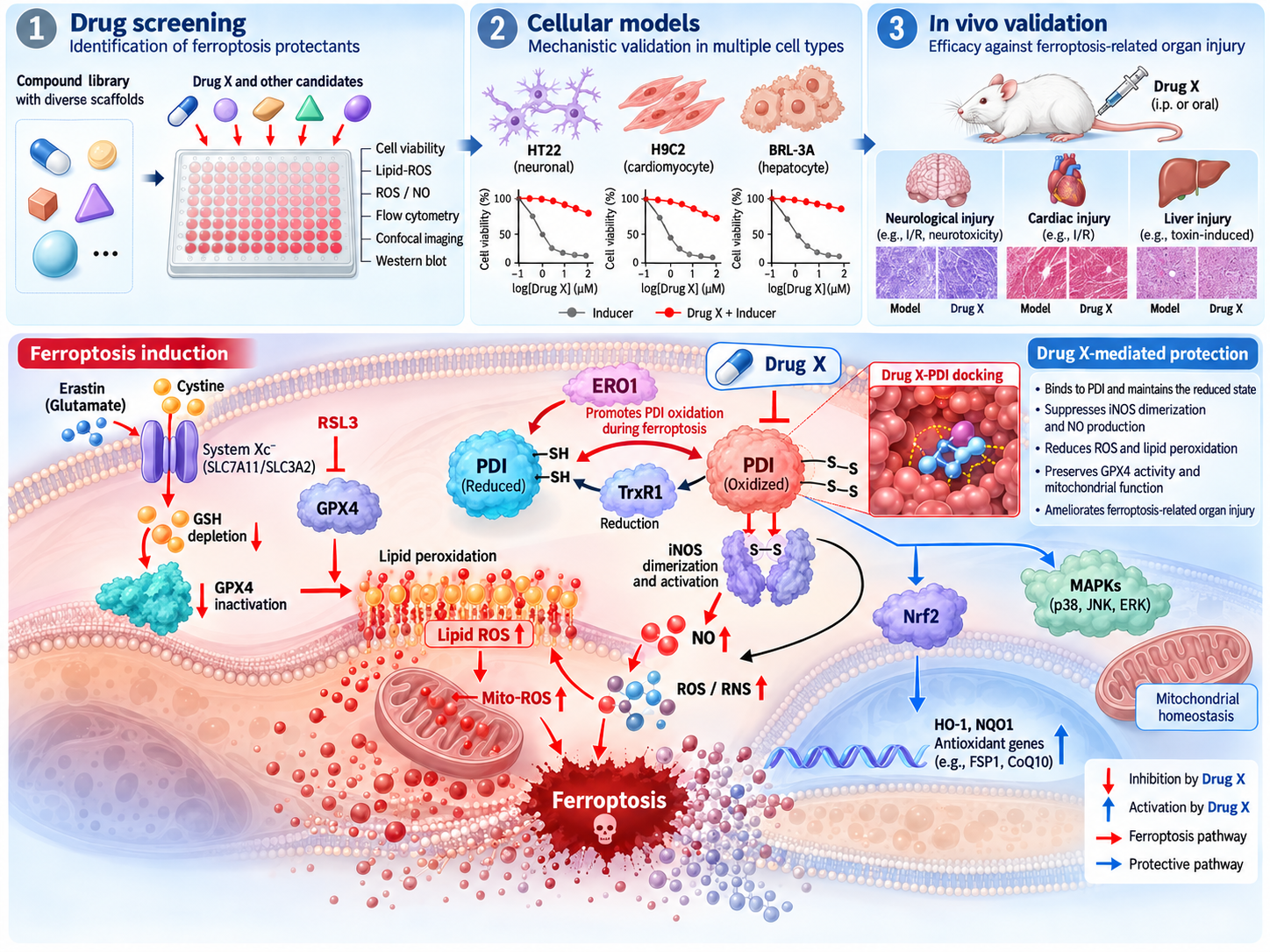 Graphical abstract of ferroptosis protectant screening and proposed redox mechanisms involving PDI, iNOS, and lipid peroxidation.